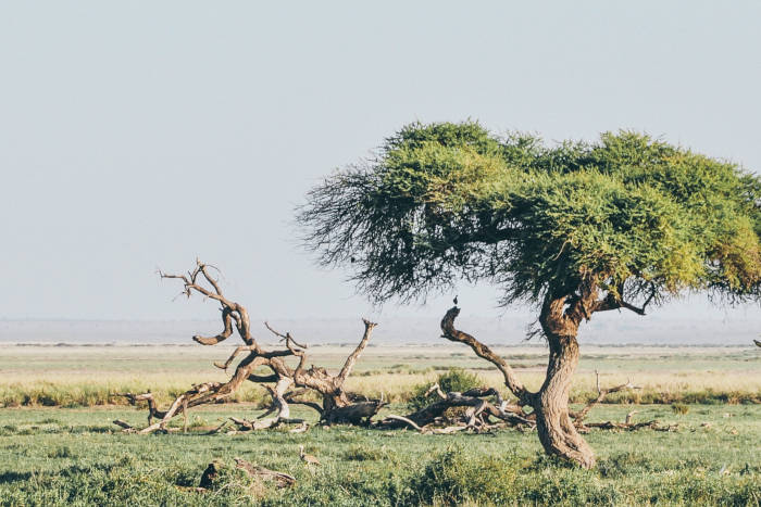 Field of wild grass and a lone tree in Gauteng