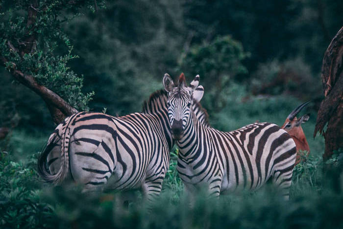 A pair of zebras in the bushveld